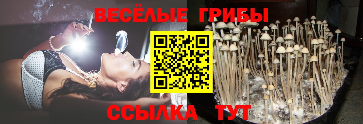 наркотики  Галлюциногенные грибы мицелий  Галлюциногенные грибы Psilocybe  Вход с VPN  Гудермес 